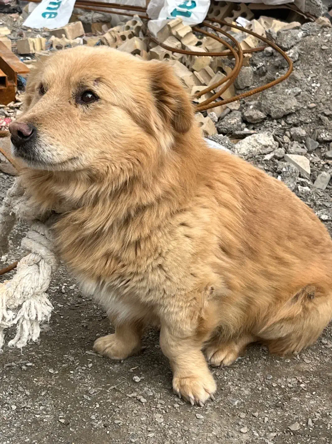 سگ پیدا شده|حیوانات|مشهد, الهیه|دیوار