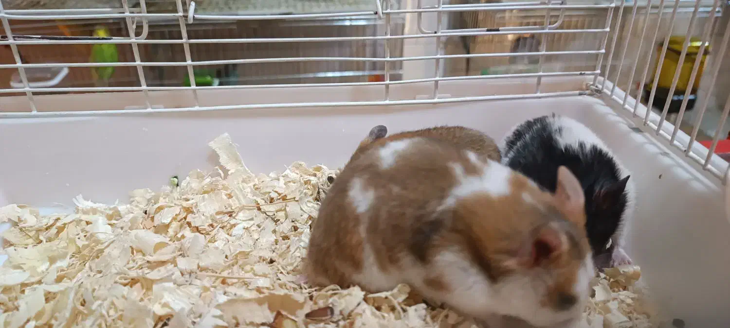 همستر دستی خانگی|موش و خرگوش|مشگین شهر, |دیوار