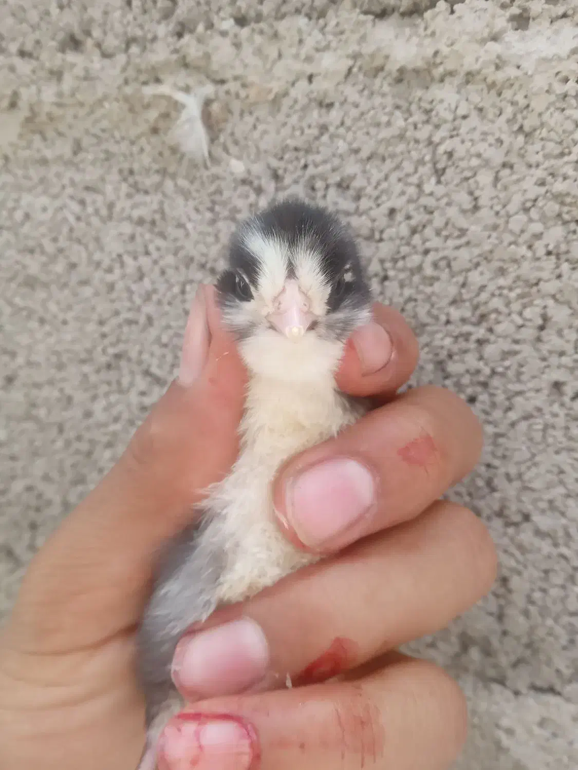 مرغ گلین لری پنگوئنی|حیوانات مزرعه|رامیان, |دیوار