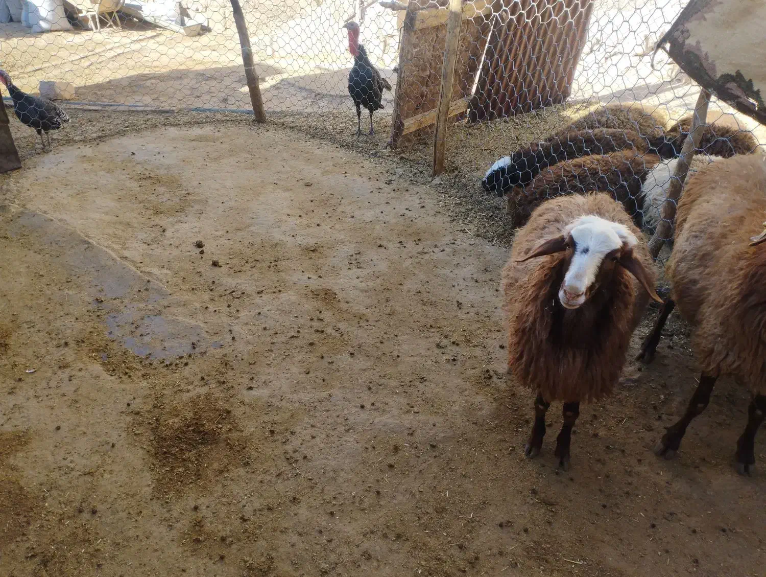 بره|حیوانات مزرعه|کوهدشت, |دیوار