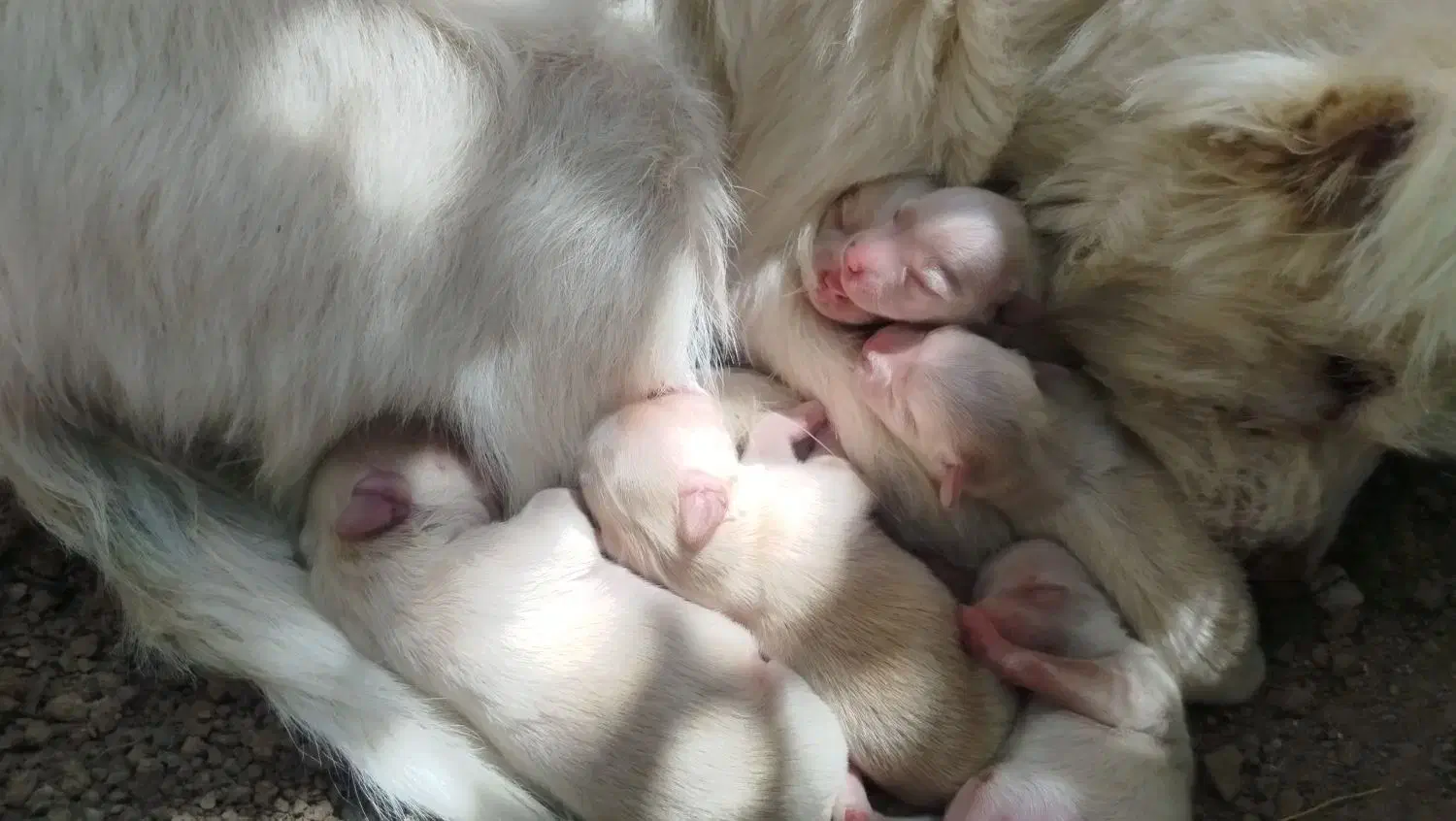 سگ ماده|سگ|اصفهان, شیخ طوسی|دیوار