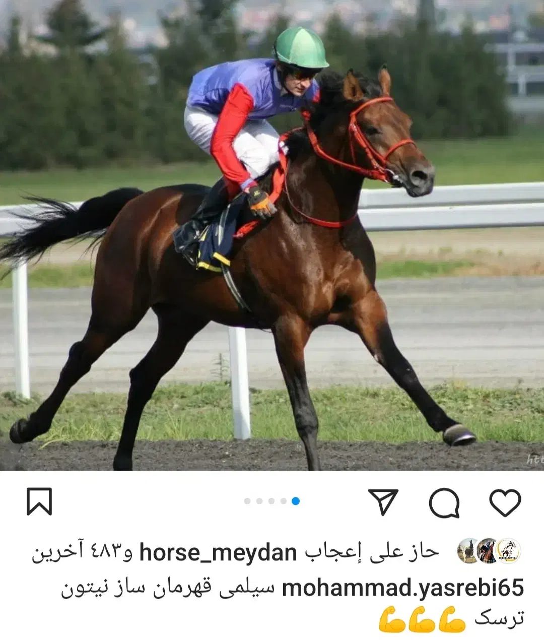 اسب نریان یکسر کورسی|اسب و تجهیزات اسب‌سواری|شادگان, |دیوار