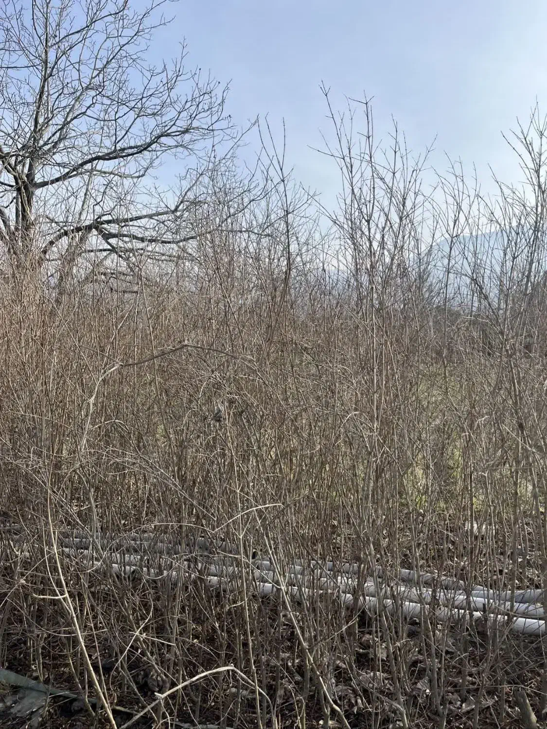 نهال گل انار|خدمات باغبانی و درختکاری|گلوگاه, |دیوار