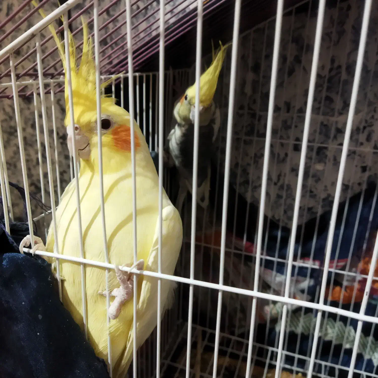 عروس|پرنده|زابل, |دیوار