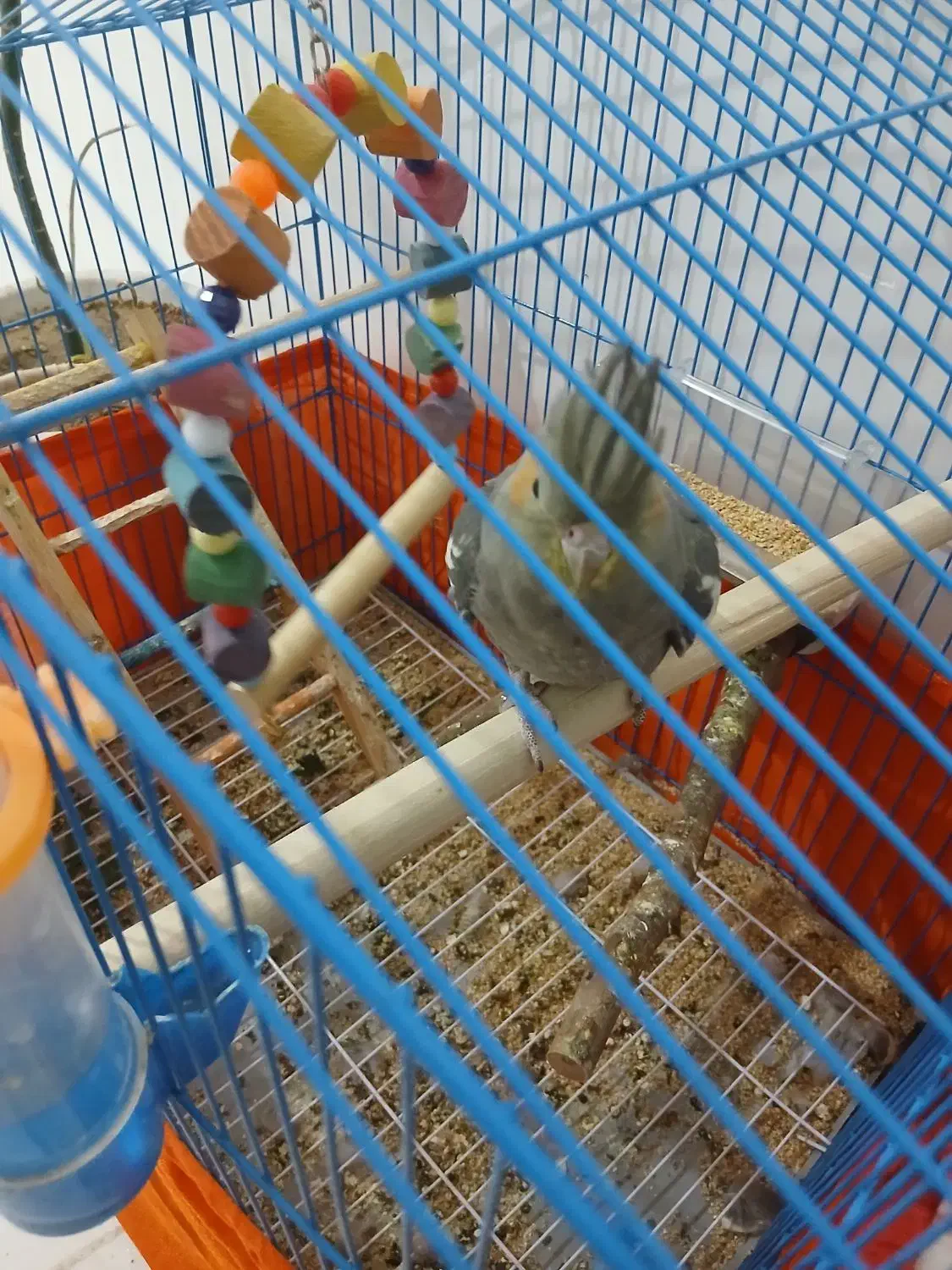 عروس هلندی|پرنده|محمدشهر, همایون ویلا|دیوار