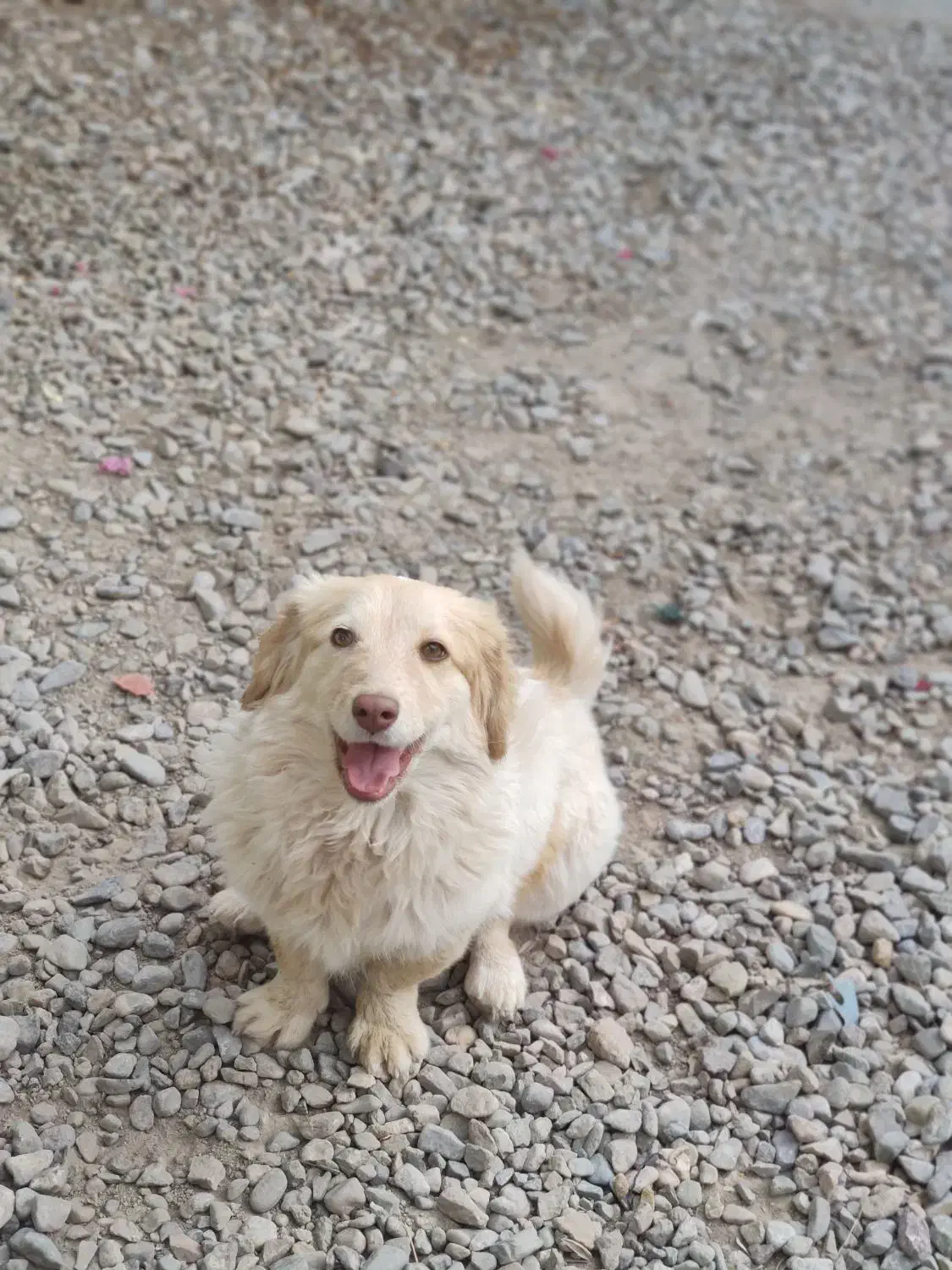 سگ پاکوتاه|سگ|سبزوار, امیریه|دیوار