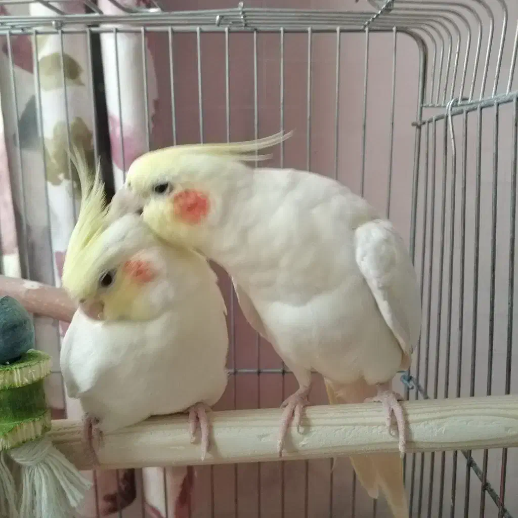 لوتینو|پرنده|قم, باغ کرباسی|دیوار