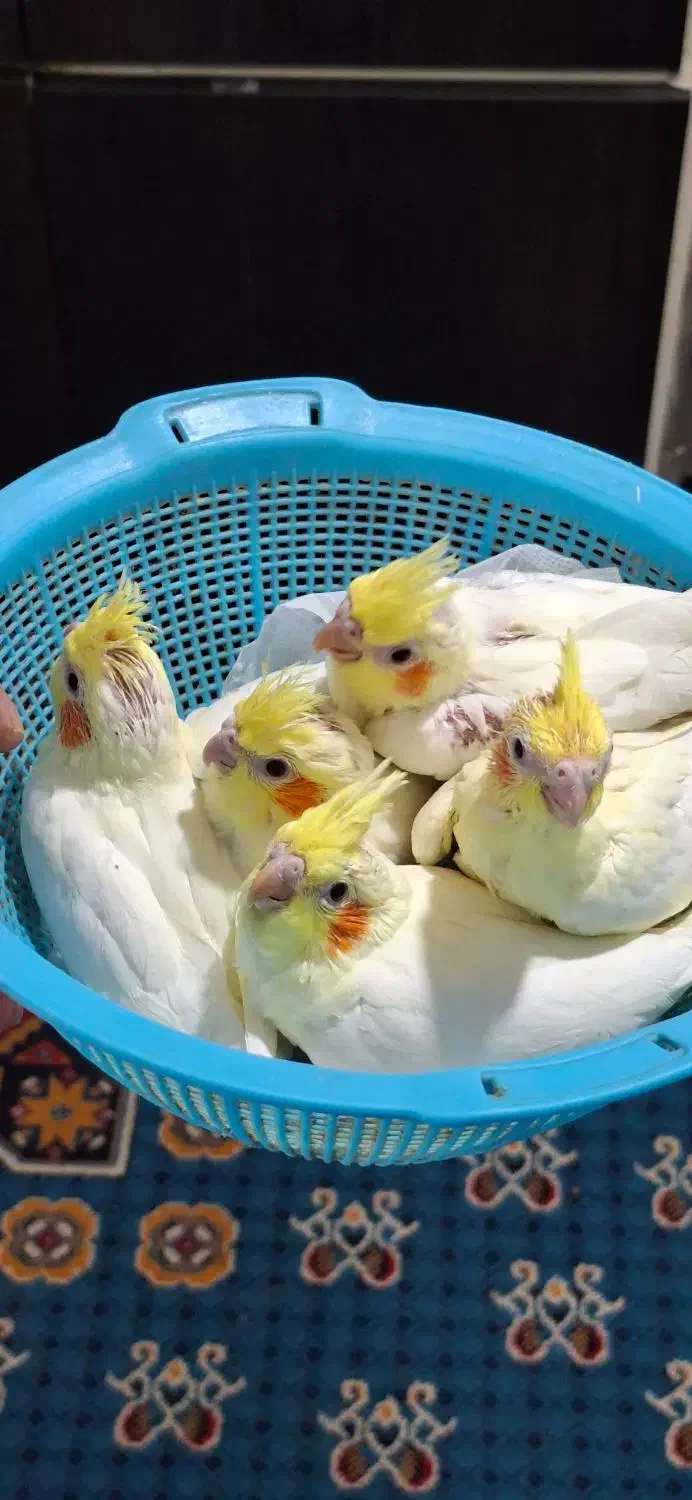 جوجه عروس هلندی رام و با کیفیت بالا|پرنده|کرمان, |دیوار