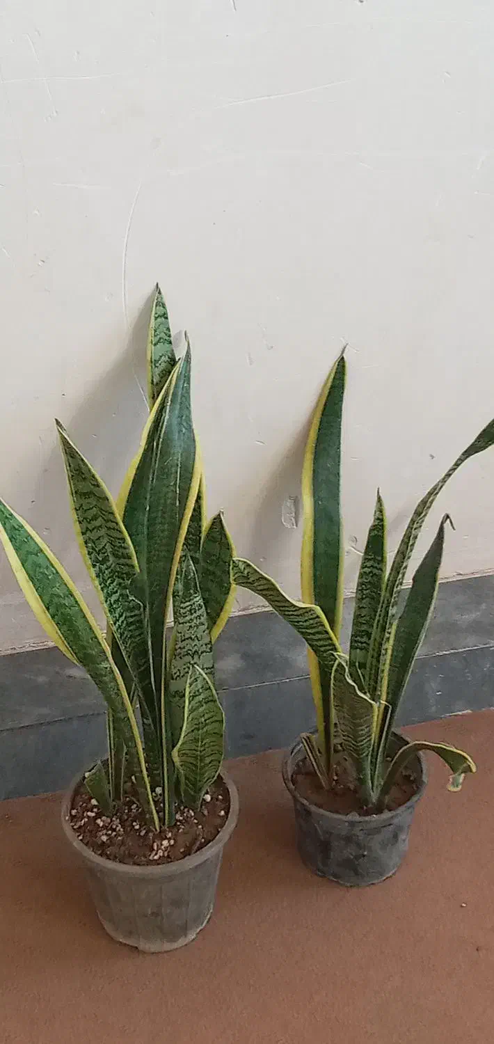 گل کلکسیونی|کلکسیون و سرگرمی|آبدانان, |دیوار