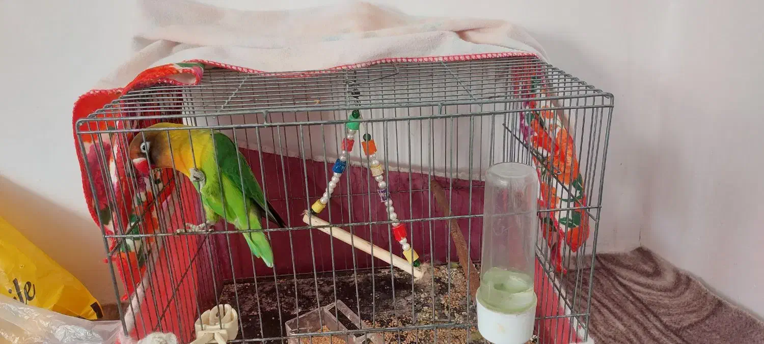 طوطی برزیلی نر|پرنده|اردبیل, |دیوار