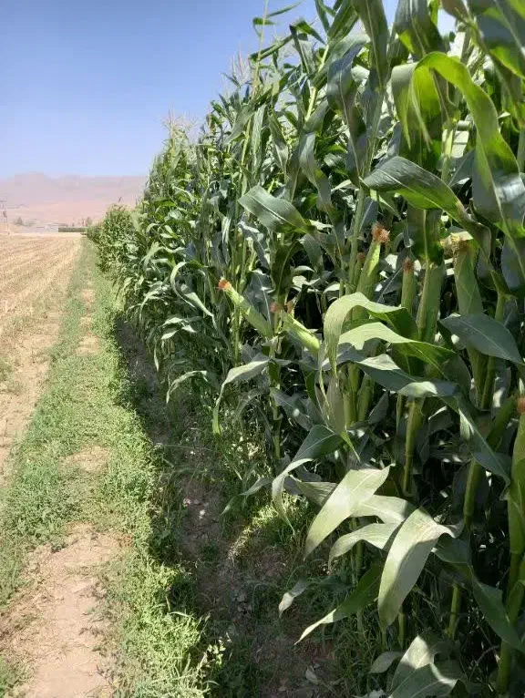 فروش زمین  کشاورزی|فروش دفتر صنعتی، کشاورزی، تجاری|داران, |دیوار