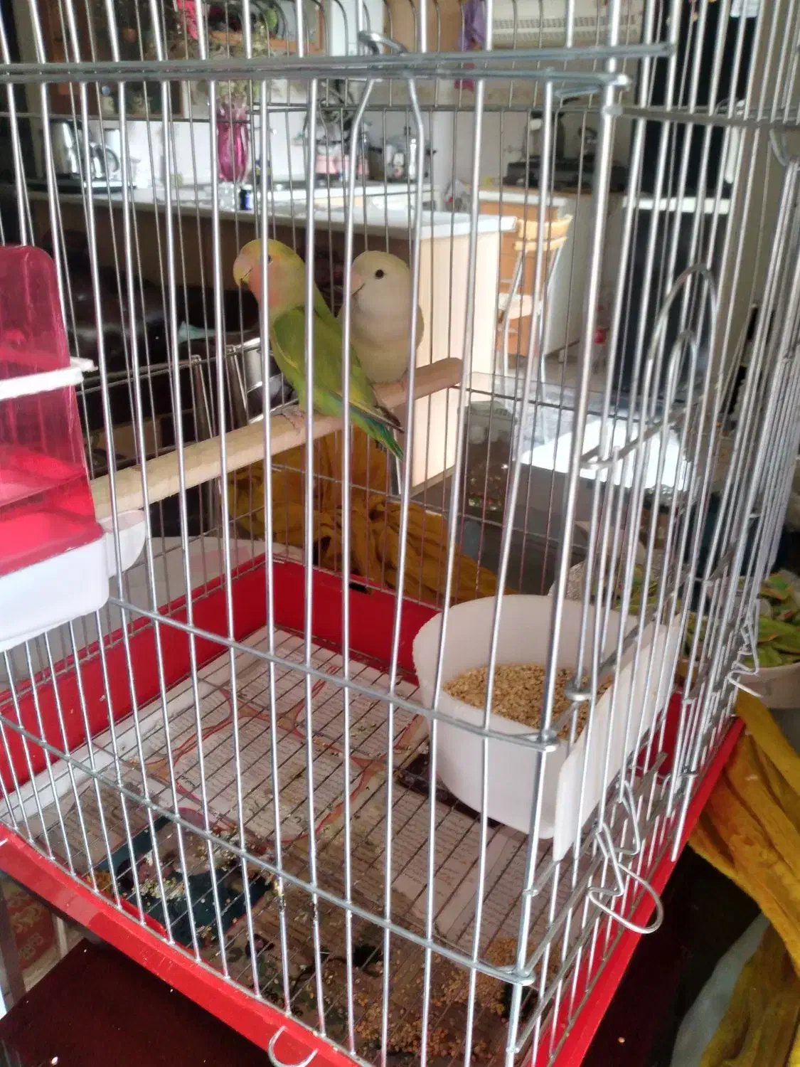 دو عدد طوطی با قفس نو|پرنده|تهران, حشمتیه|دیوار