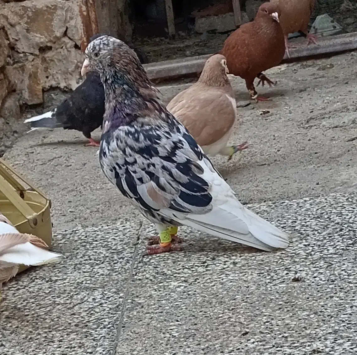 کبوتر هفت رنگ دمسفید|پرنده|تربتحیدریه, آبشار|دیوار