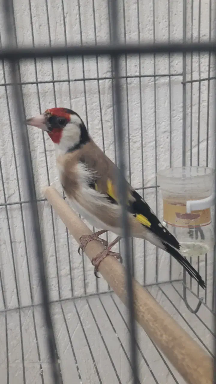 سهره|پرنده|فسا, |دیوار