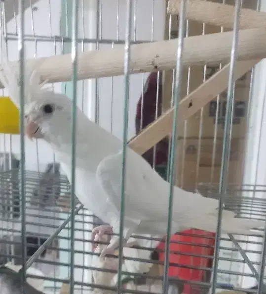 عروس هلندی آلبینو|پرنده|خرم‌آباد, |دیوار