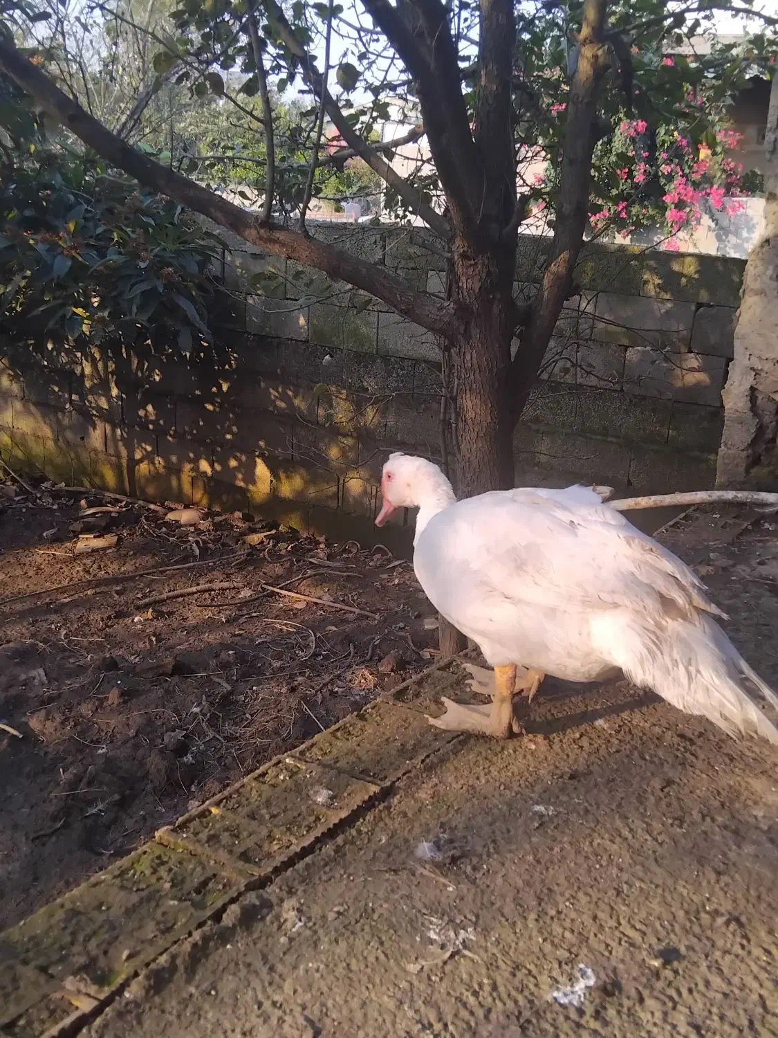 فروش کلی اردک|حیوانات مزرعه|رضوانشهر, |دیوار