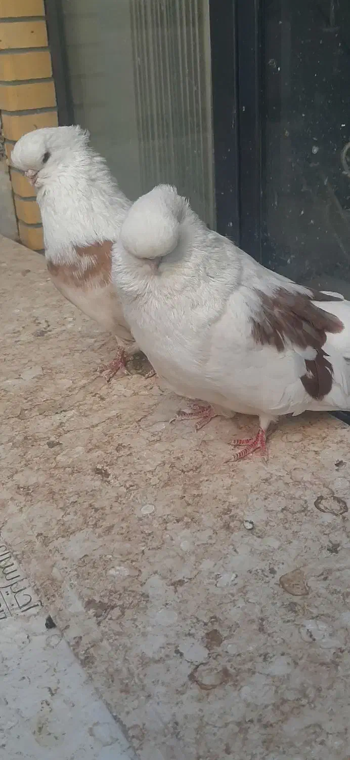 کبوترنوک قنار|پرنده|شهرضا, |دیوار