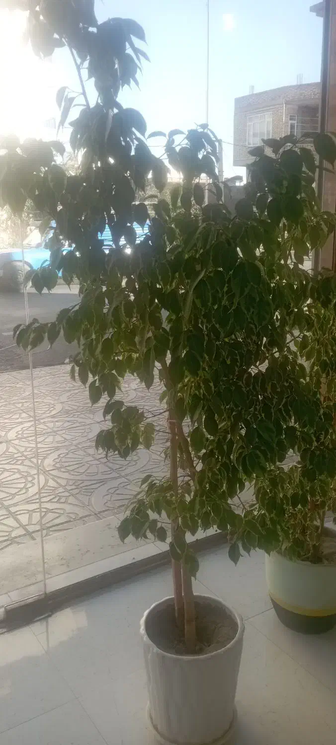 گل بنجیامین|گل و گیاه طبیعی|اشنویه, |دیوار