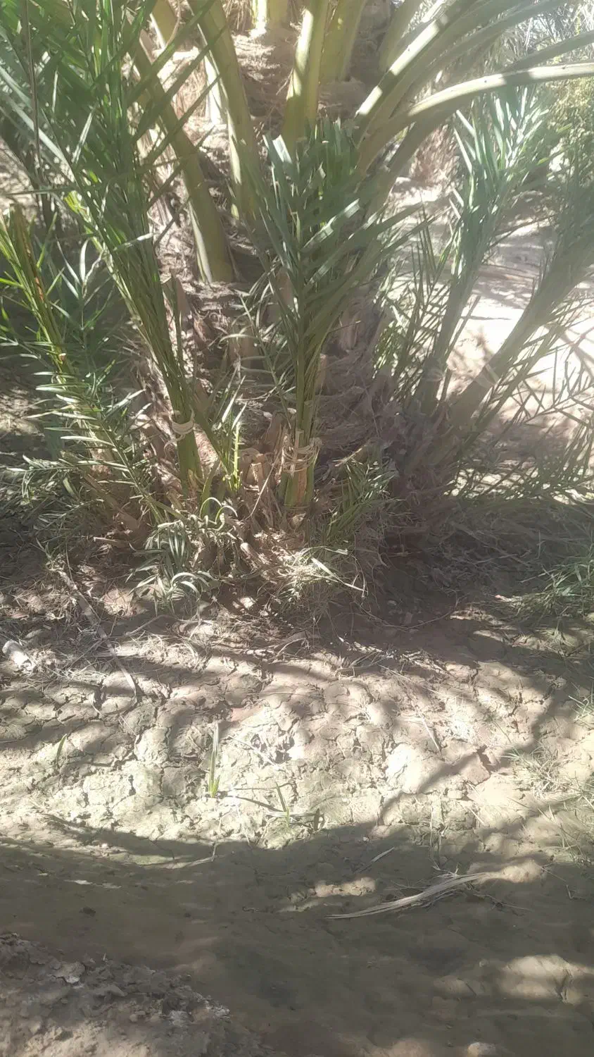 گوک ربی ۳۰۰ عدد موجوده دانه ای ۱۵۰ هزار|گل و گیاه طبیعی|بمپور, |دیوار