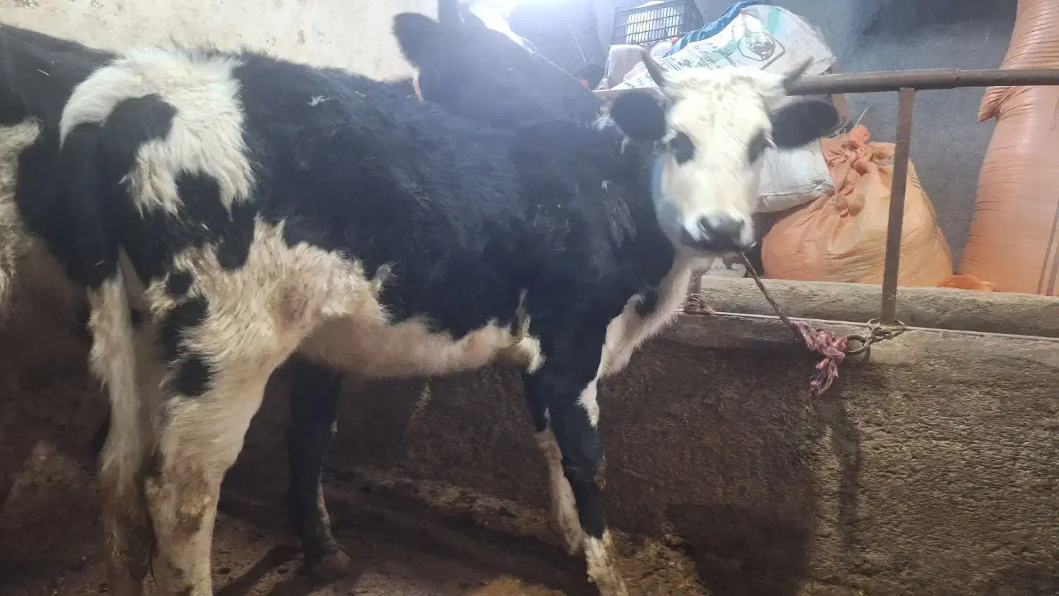 گوساله ماده سیمین تال|حیوانات مزرعه|سرخنکلاته, |دیوار