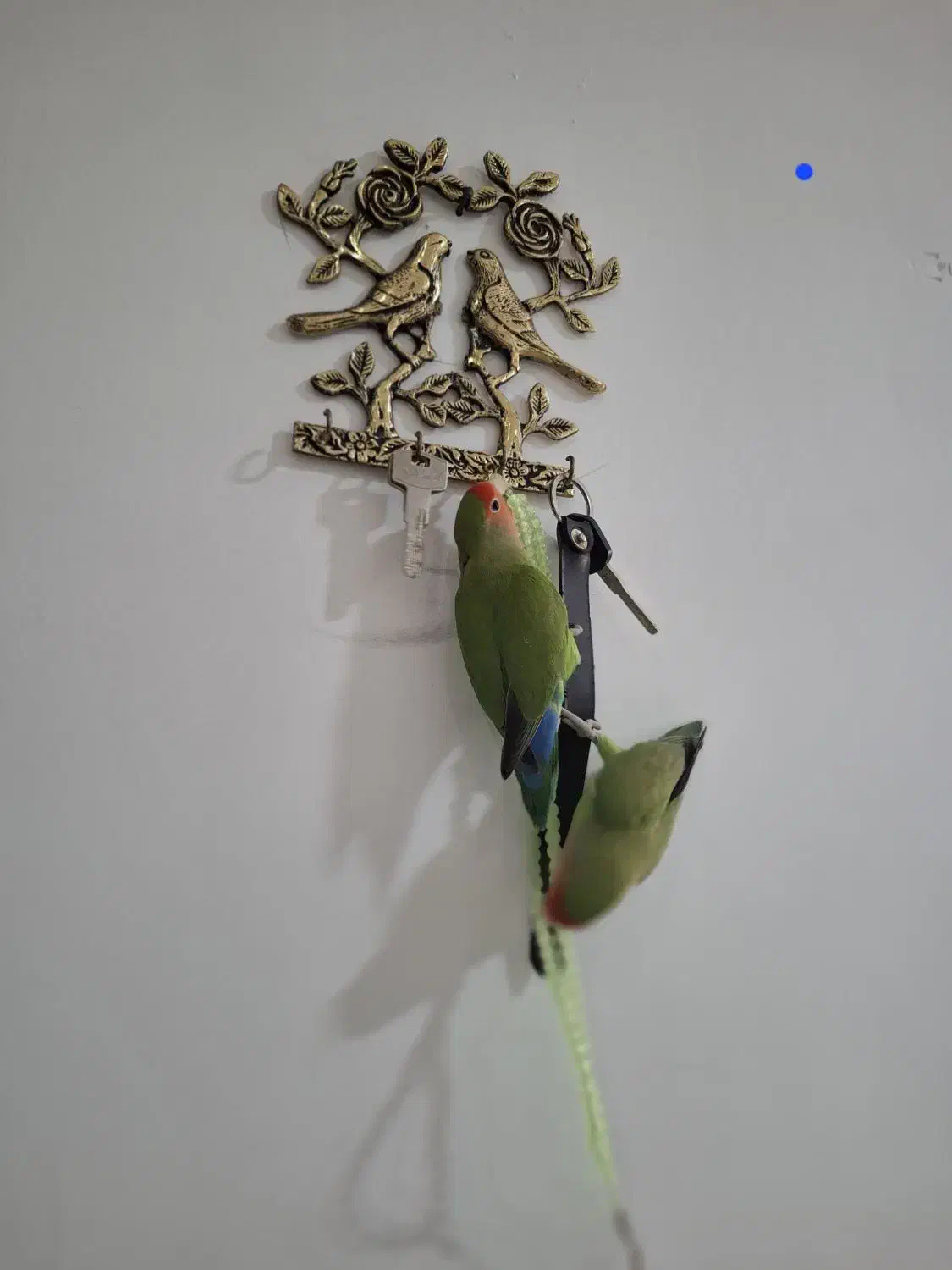 سه عدد طوطی برزیلی نروماده دستباز|پرنده|سنندج, |دیوار