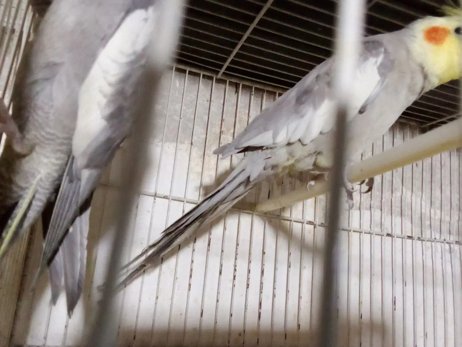 عروس هلندی نراهویی دستی|پرنده|تربتحیدریه, دیزقند|دیوار