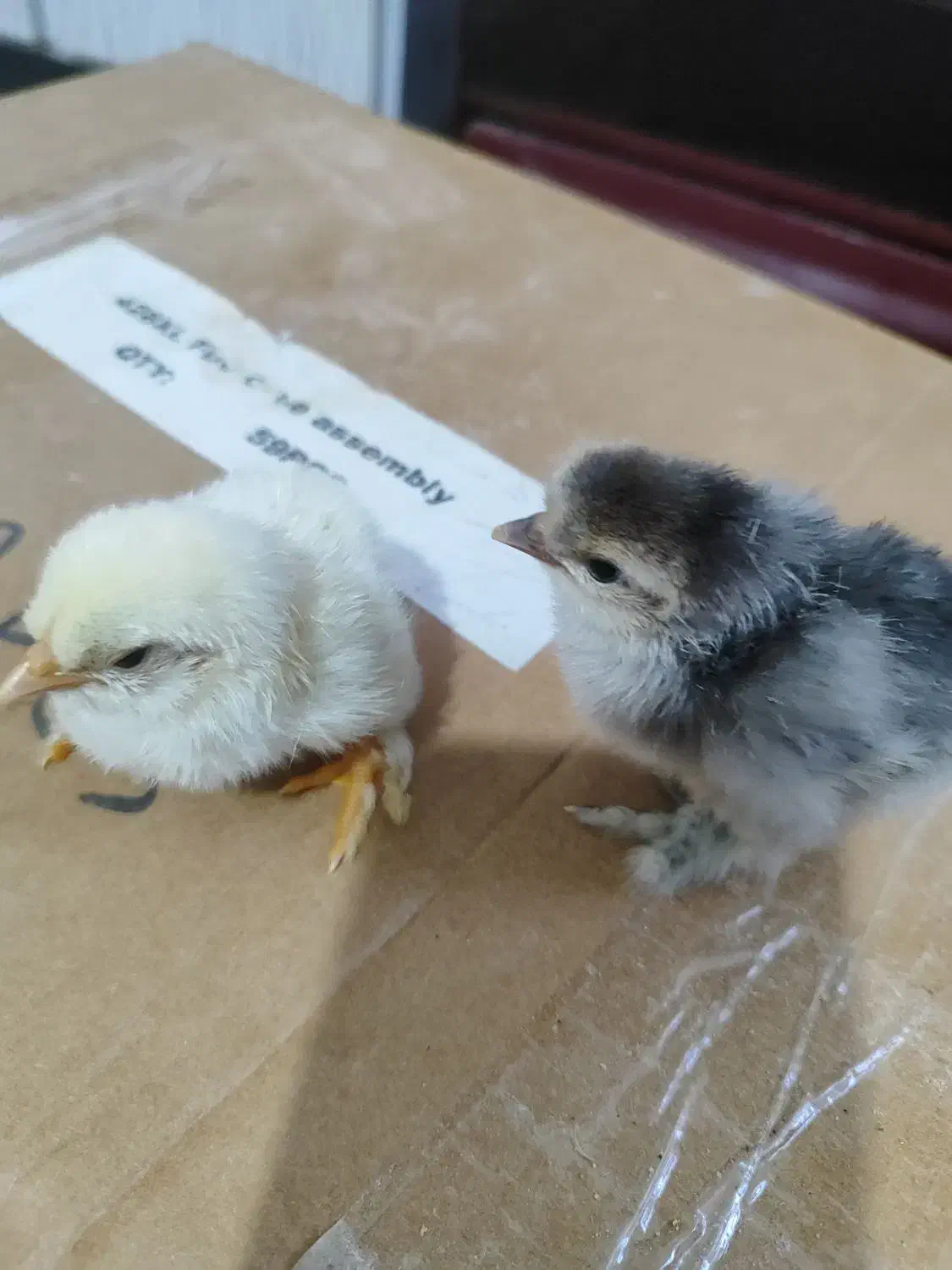 جوجه دیلگونی اصل همه پاپر ودرشت|حیوانات مزرعه|دهدشت, |دیوار