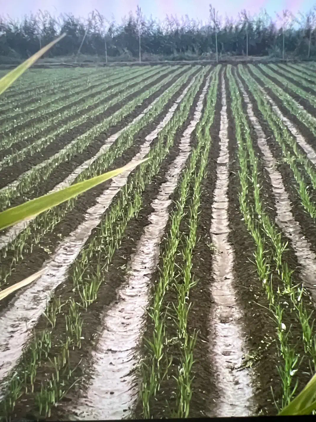 مزرعه سیر۲هکتار و۲۰۰۰متر|فروش دفتر صنعتی، کشاورزی، تجاری|پارس‌آباد, |دیوار