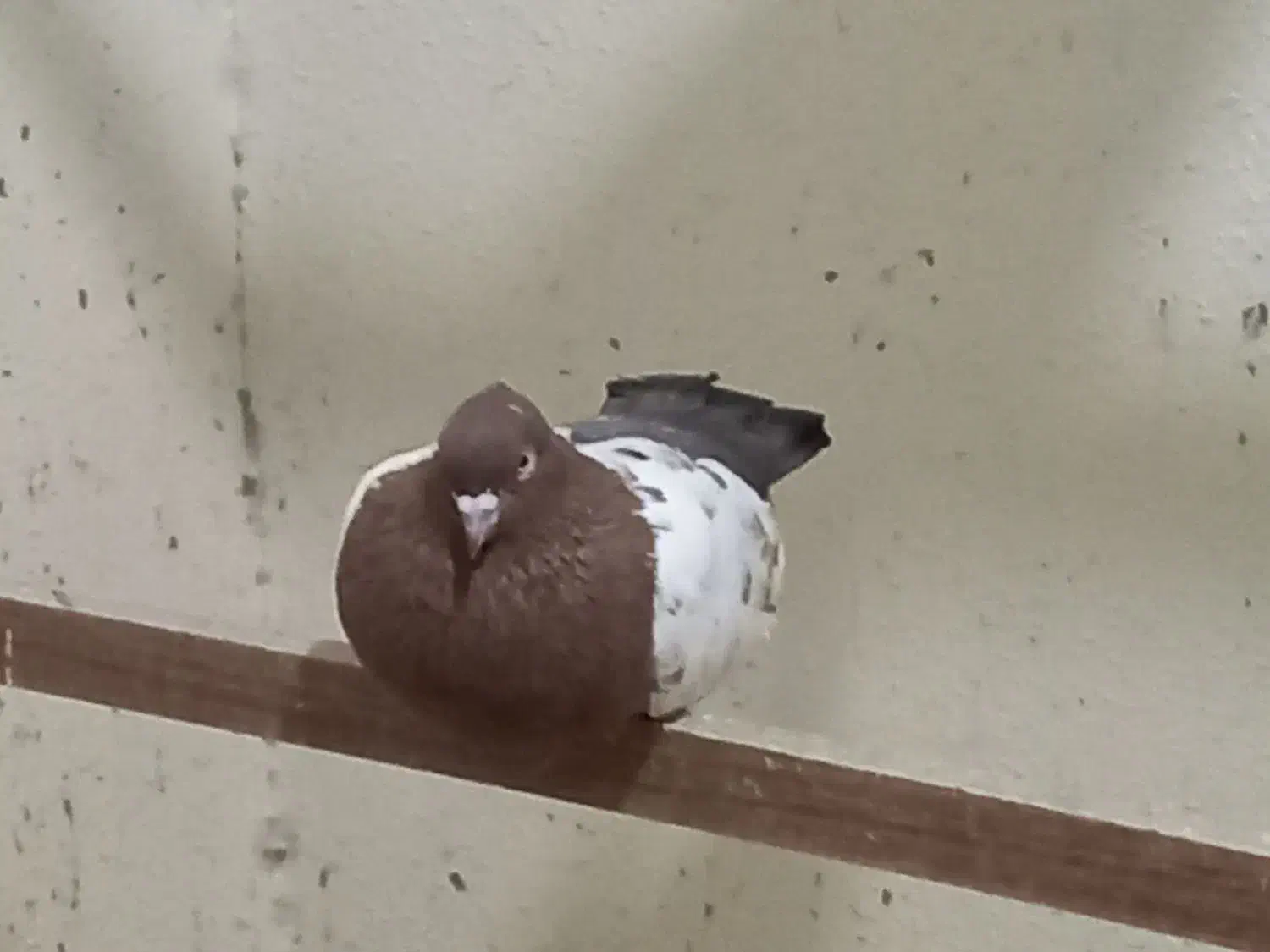 کبوتر طوقی|پرنده|عسلویه, |دیوار