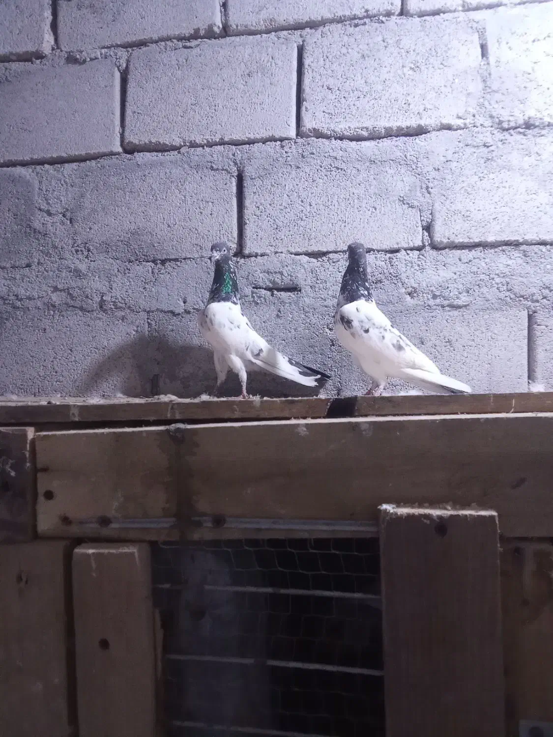 کفتر|پرنده|قشم, |دیوار