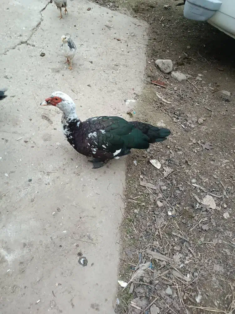 اردک اسراییلی|حیوانات مزرعه|ضیابر, |دیوار