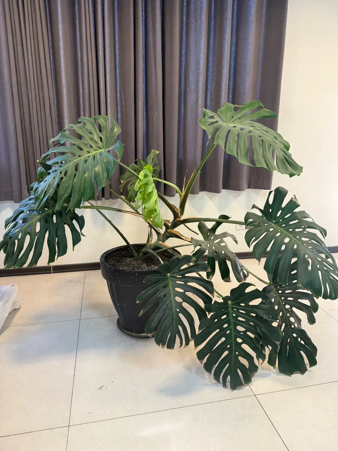 گل برگ انجیری|گل و گیاه طبیعی|تهران, قلهک|دیوار