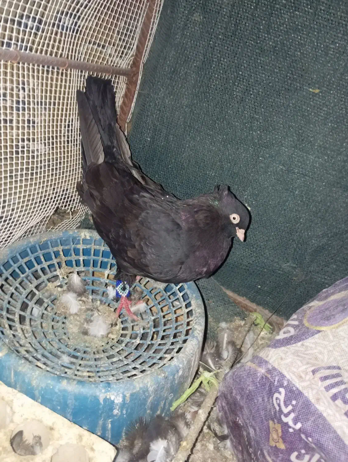 کبوتر|پرنده|لالی, |دیوار