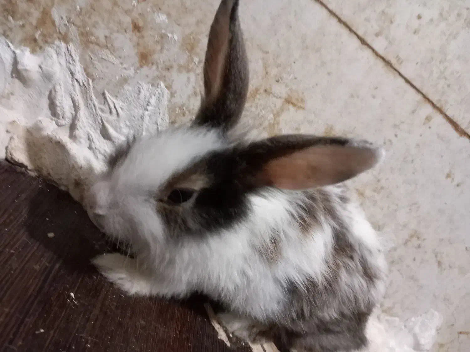 خرگوش میکس چشم اشکی|موش و خرگوش|گرگان, |دیوار