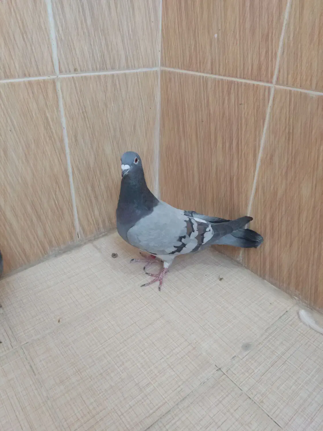 فروش کبوتر|پرنده|سعدآباد, |دیوار