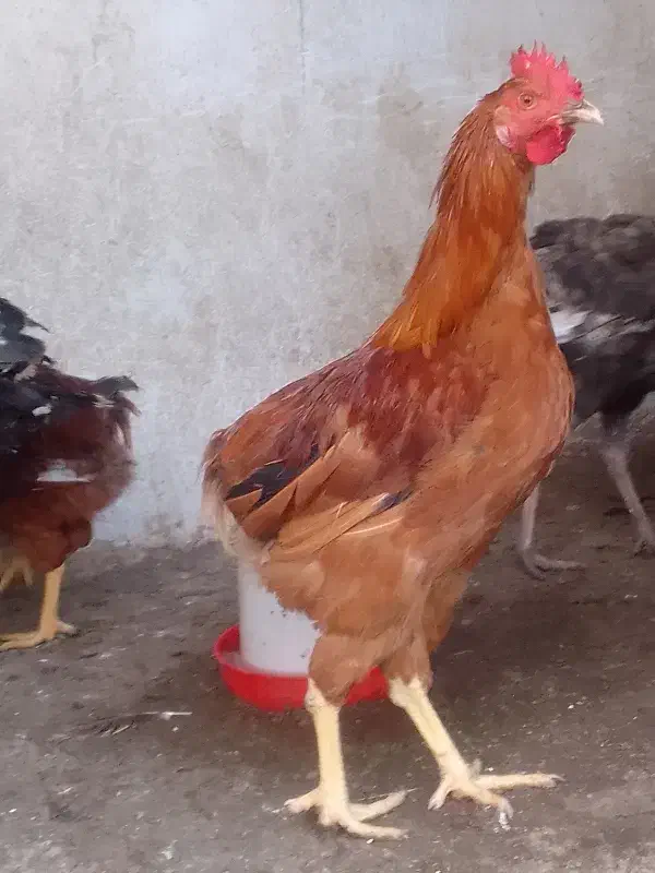 خروس محلی|حیوانات مزرعه|زیرآب, |دیوار