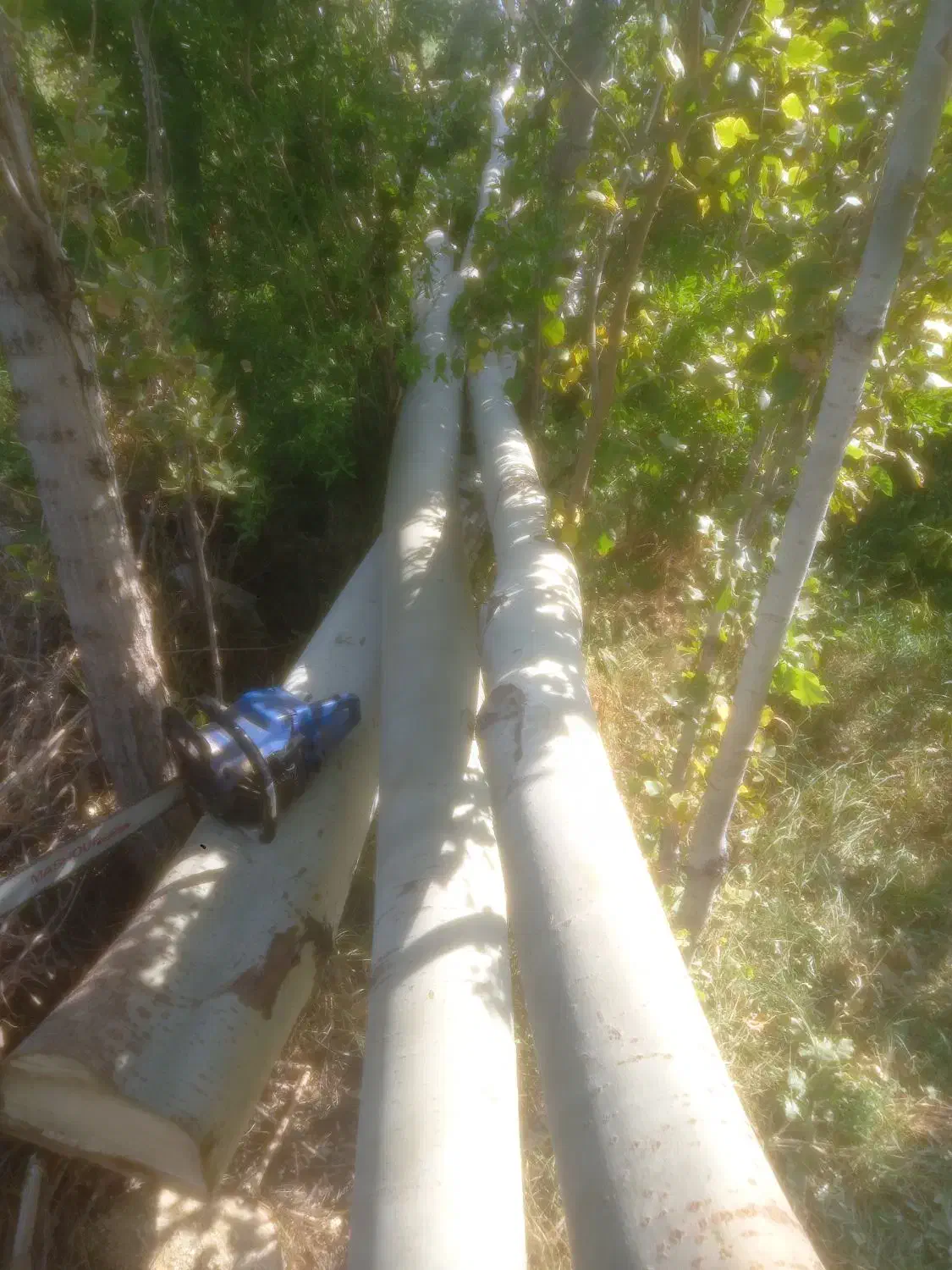 خرید|خدمات باغبانی و درختکاری|ماکو, |دیوار