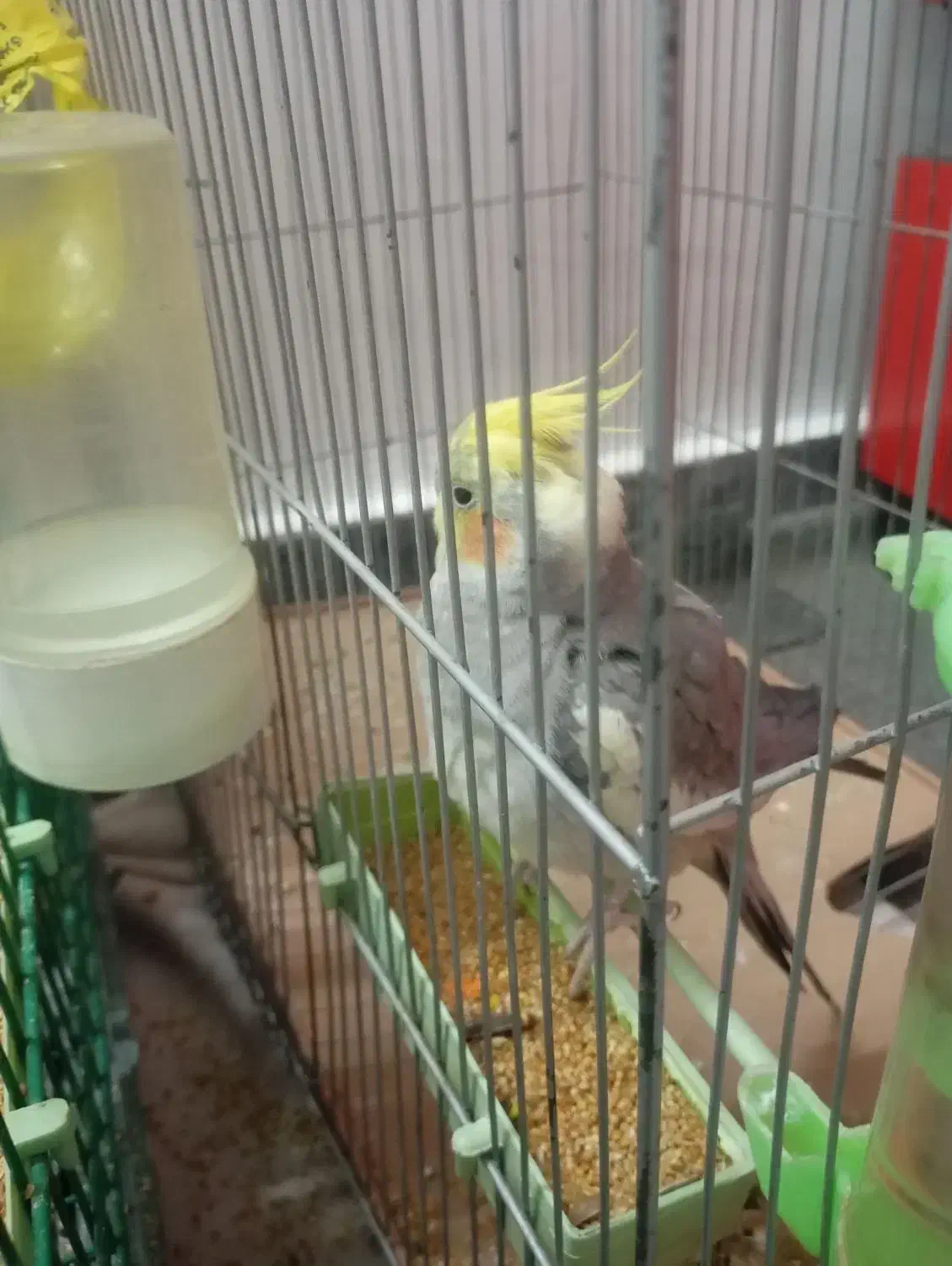 عروس هلندی|پرنده|قدس, شهرقدس|دیوار