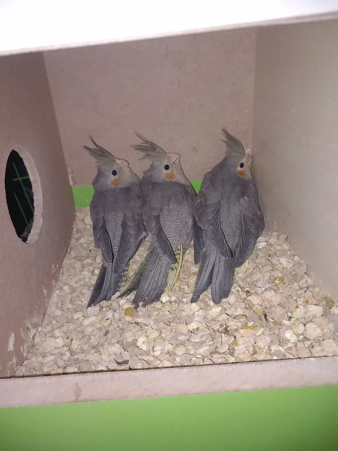 تضمینی عروس هلندی با سه تا|پرنده|سلماس, |دیوار