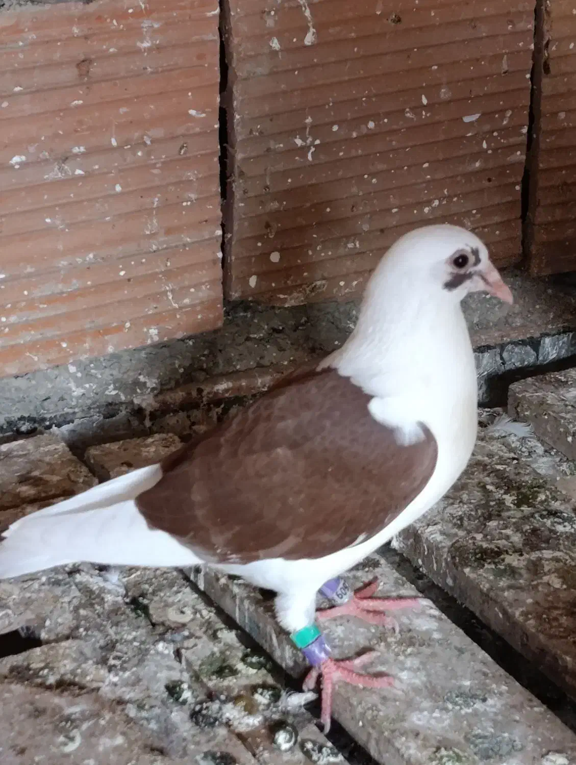 جوجه آلمانی|پرنده|گنبد کاووس, |دیوار