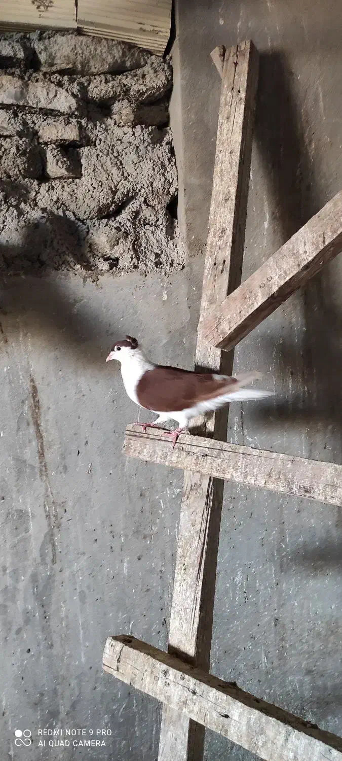 انواع کبوتر|پرنده|کنارک, |دیوار