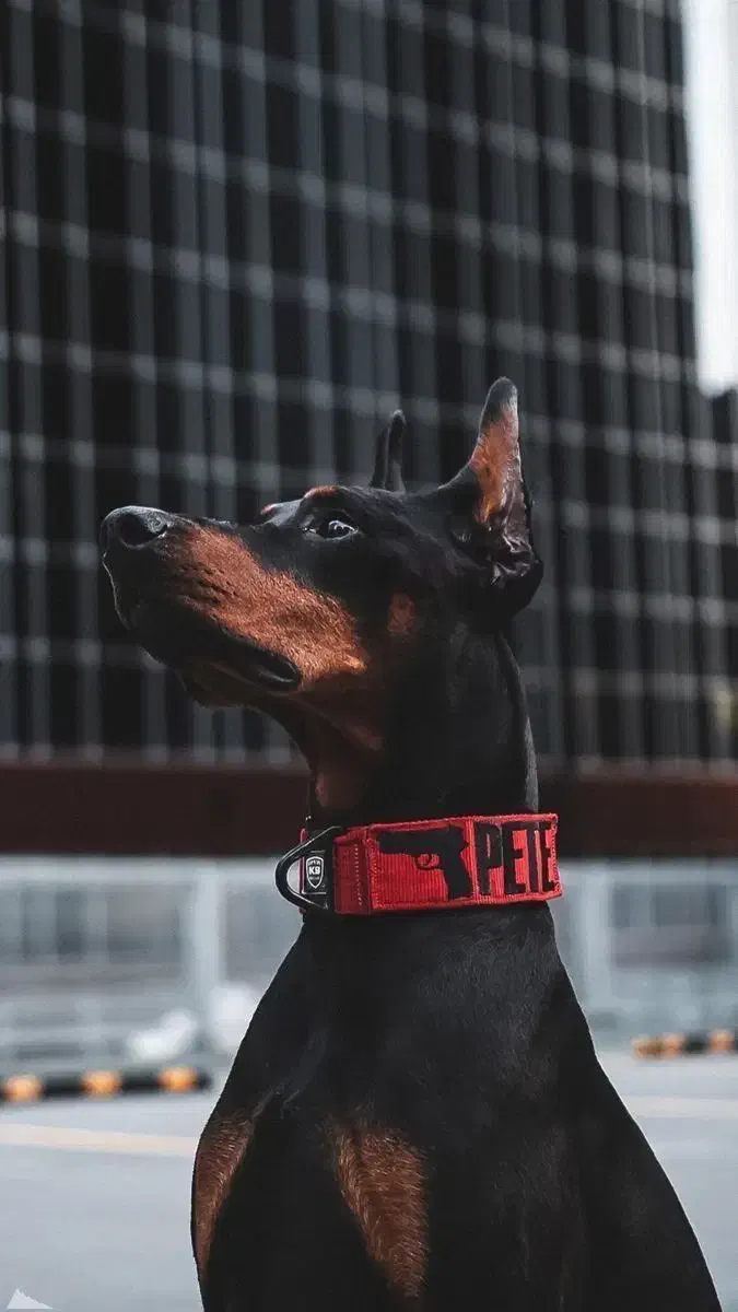 مربی سگ|خدمات آموزشی|سمنان, |دیوار