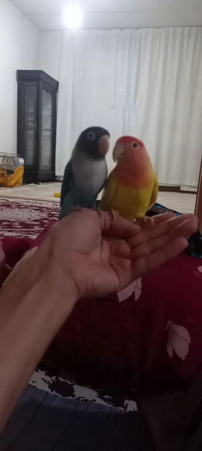 پرنده طوطی برزیلی|پرنده|اردبیل, |دیوار