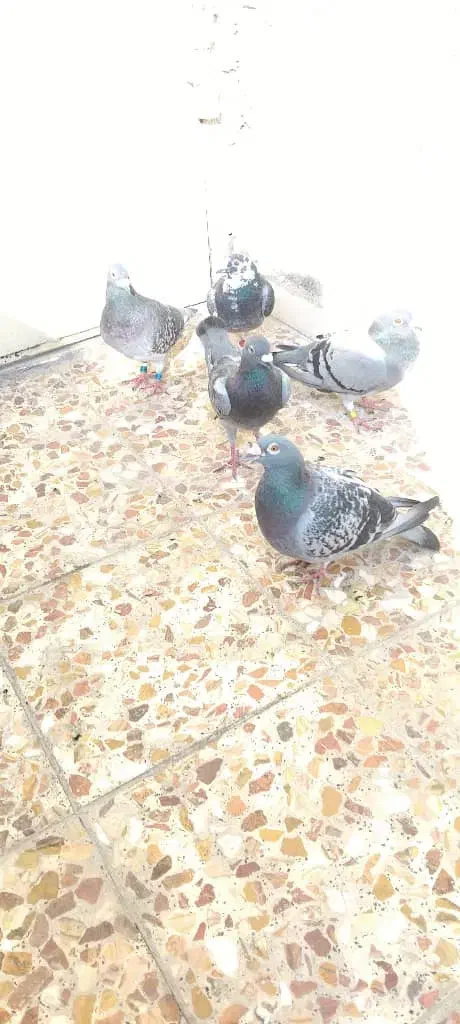 کبوتر پلاکی.سری۳۰۰|پرنده|کرخه, |دیوار