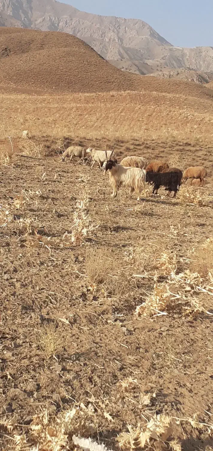 نربز.تکشاد.شاخ راست|حیوانات مزرعه|تربت جام, میان جام|دیوار