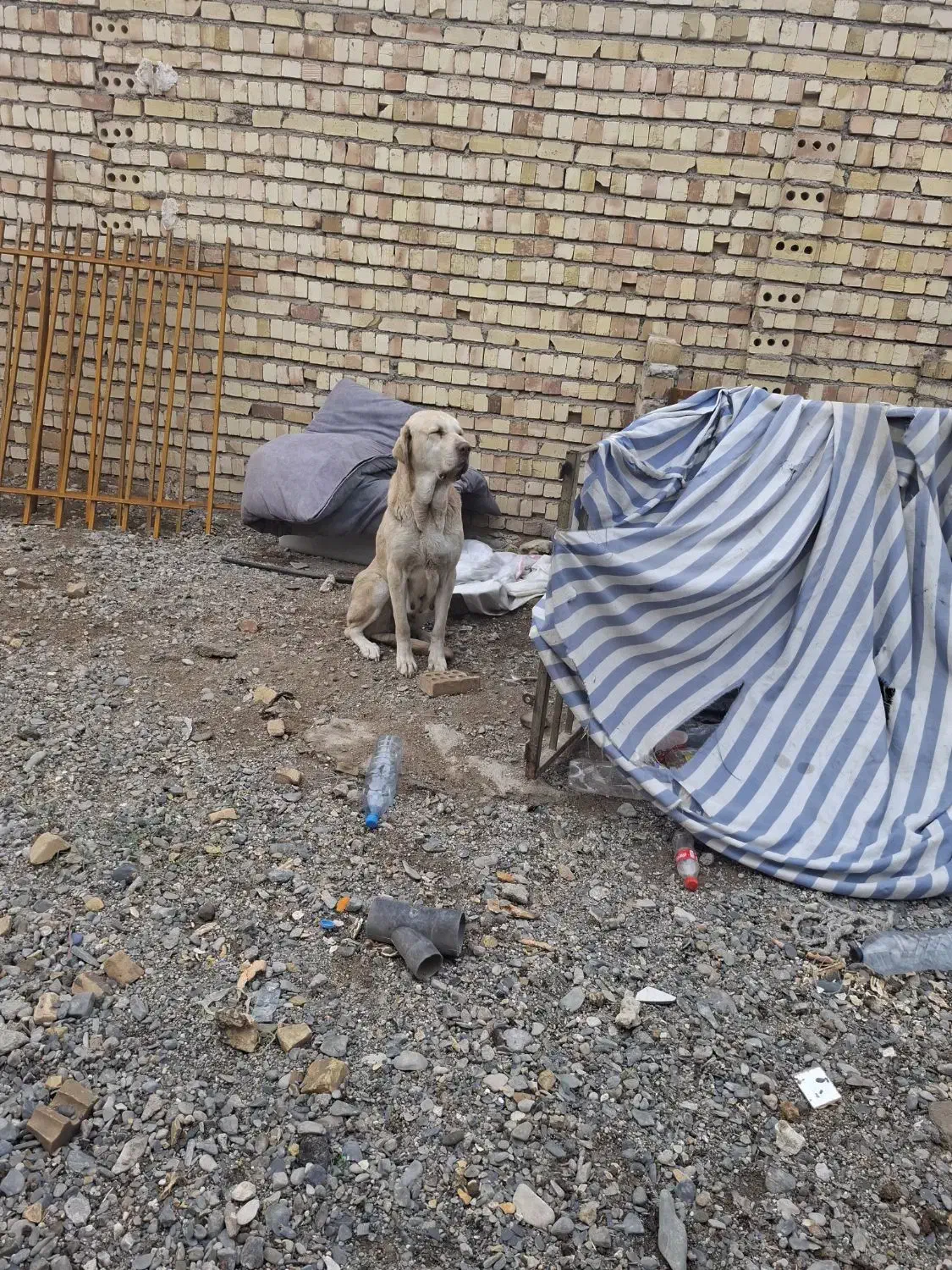 سگ پژدر|سگ|مشهد, همت آباد|دیوار