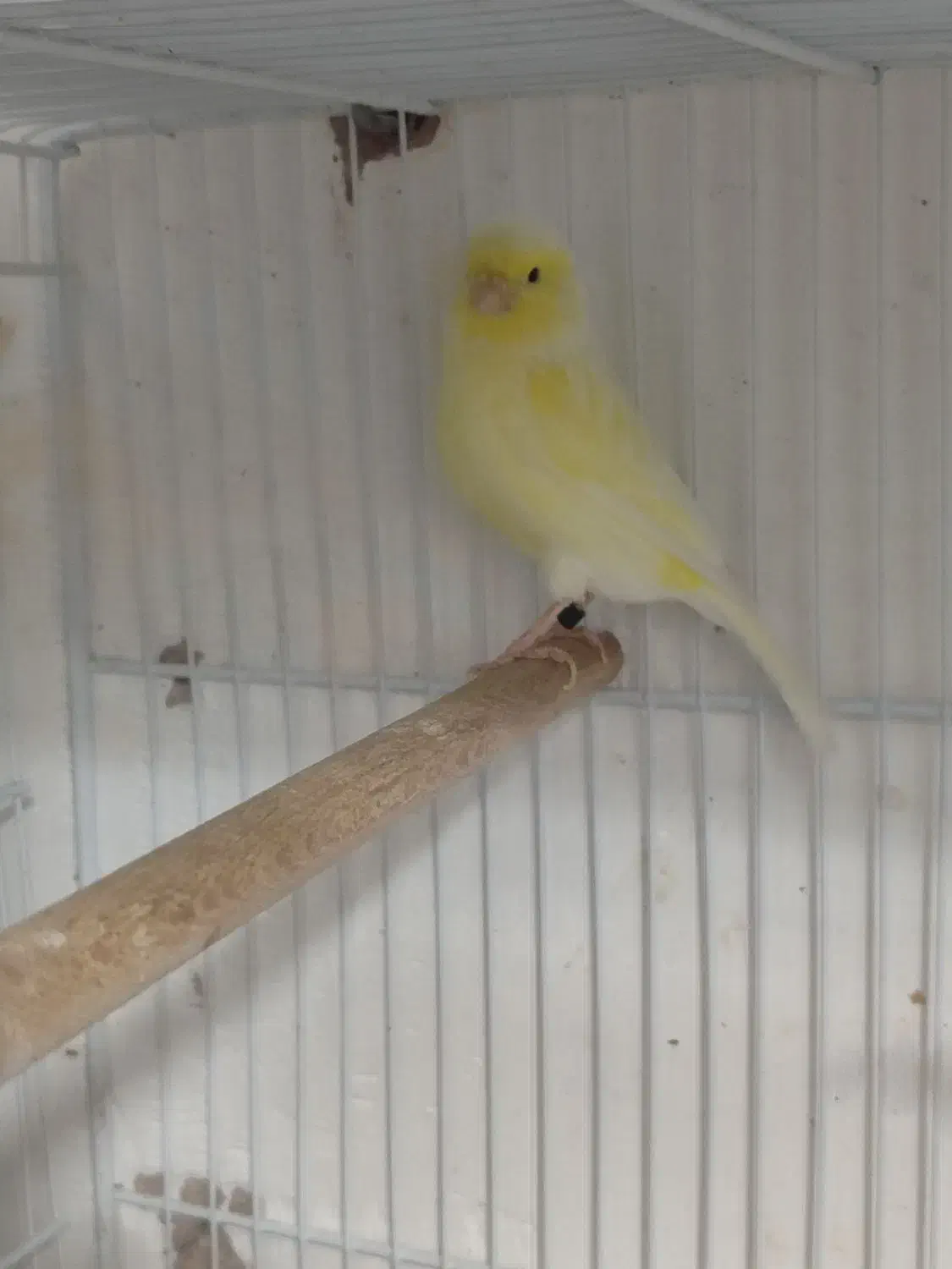 2 عدد قناری ماده  معاوضه با نر همرنگ خودشون|پرنده|بیرجند, |دیوار