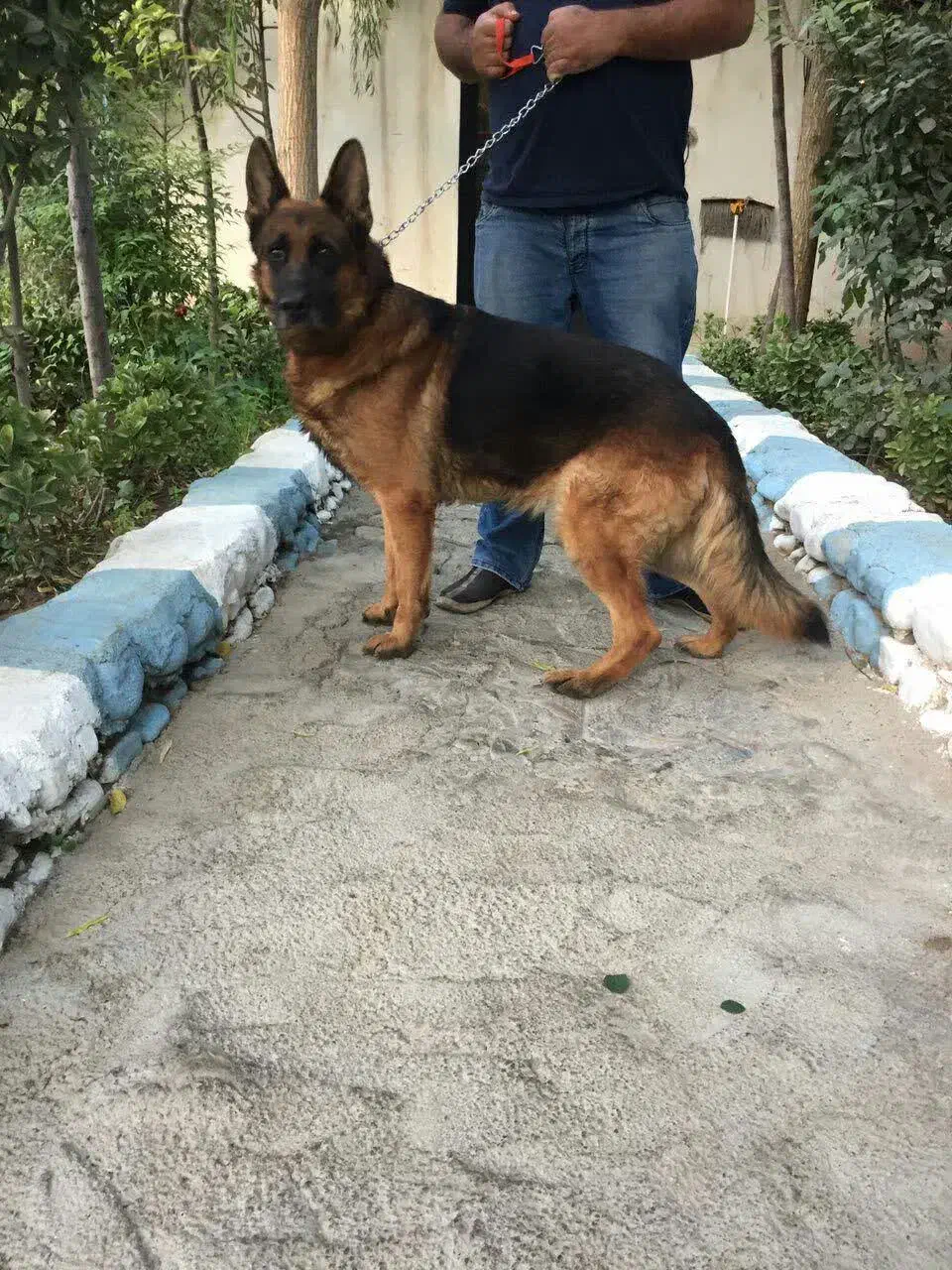 ژرمن نگهبان|سگ|محمدشهر, محمدشهر|دیوار