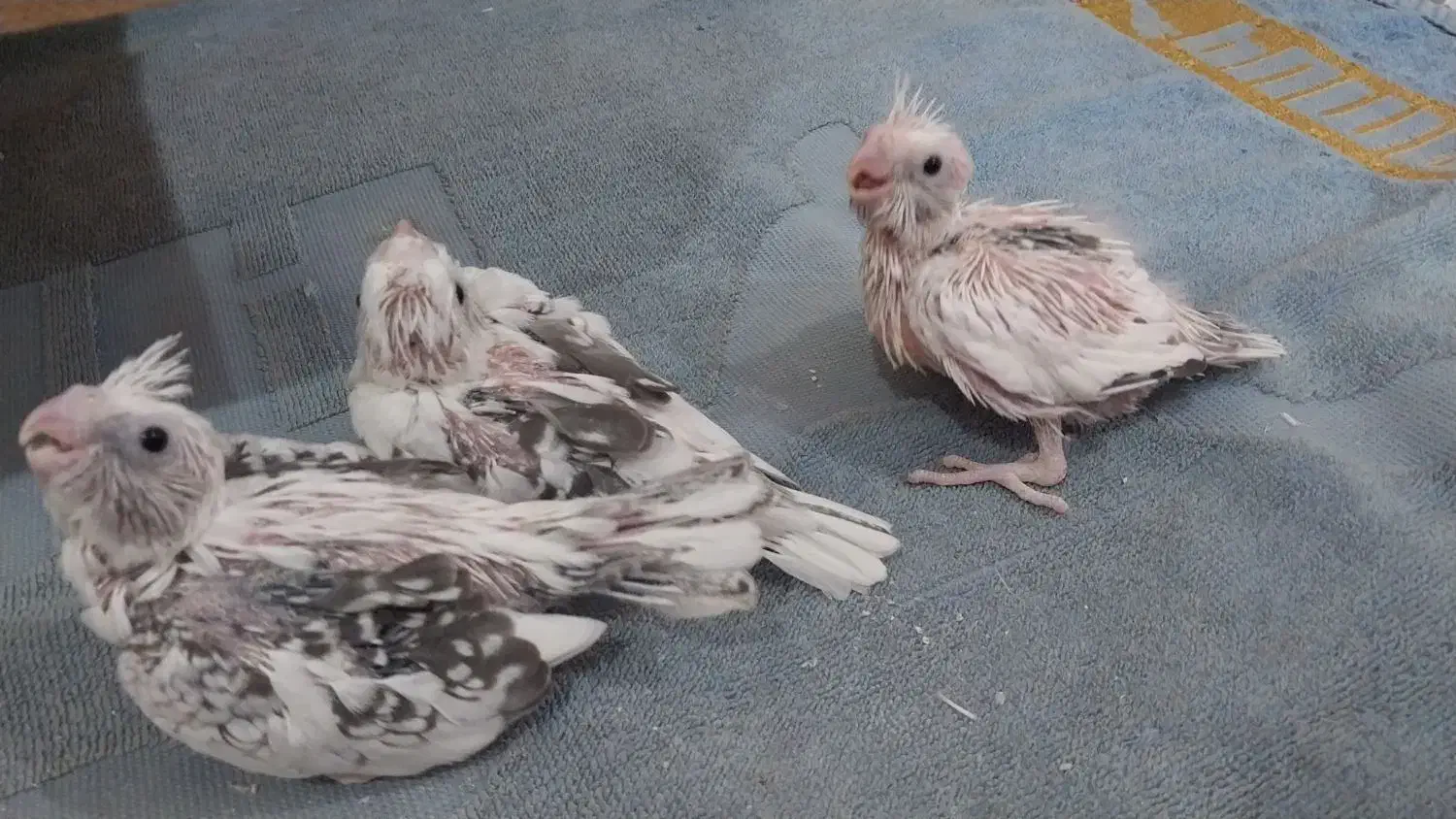 جوجه عروس هلندی|پرنده|اهواز, کیانشهر|دیوار