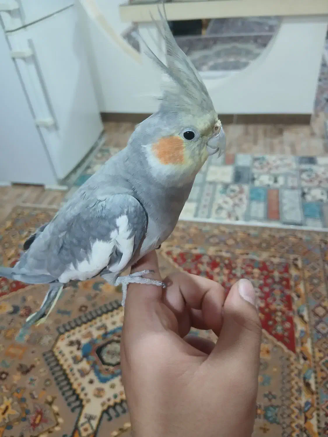 عروس هلندی نر.|پرنده|سنقر, |دیوار